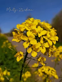 Raapzaad [Brassica rapa]